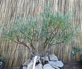 Bonsai Salix rosmarinifolia
